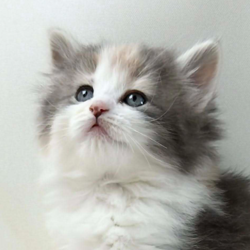 可愛いノルウェージャンの子猫