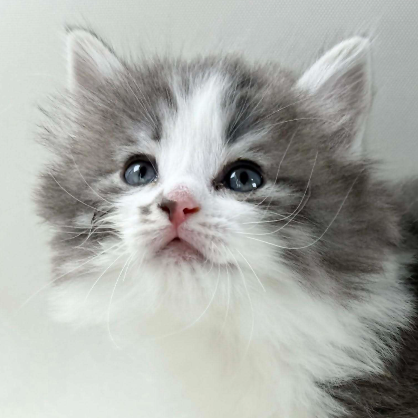 可愛いノルウェージャンの子猫