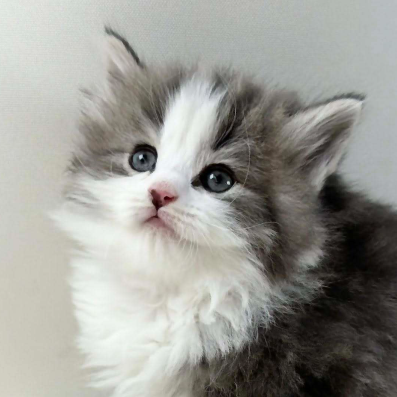 可愛いノルウェージャンの子猫