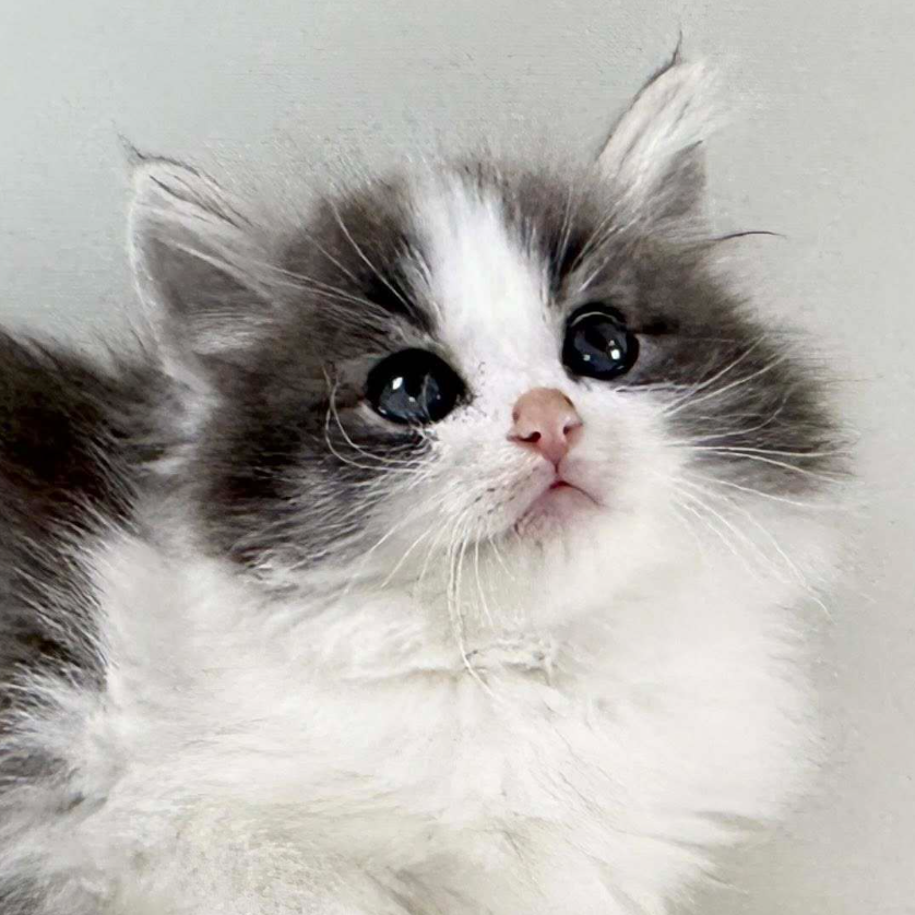 可愛いノルウェージャンの子猫