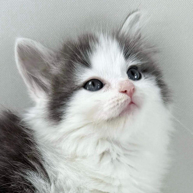 可愛いノルウェージャンの子猫