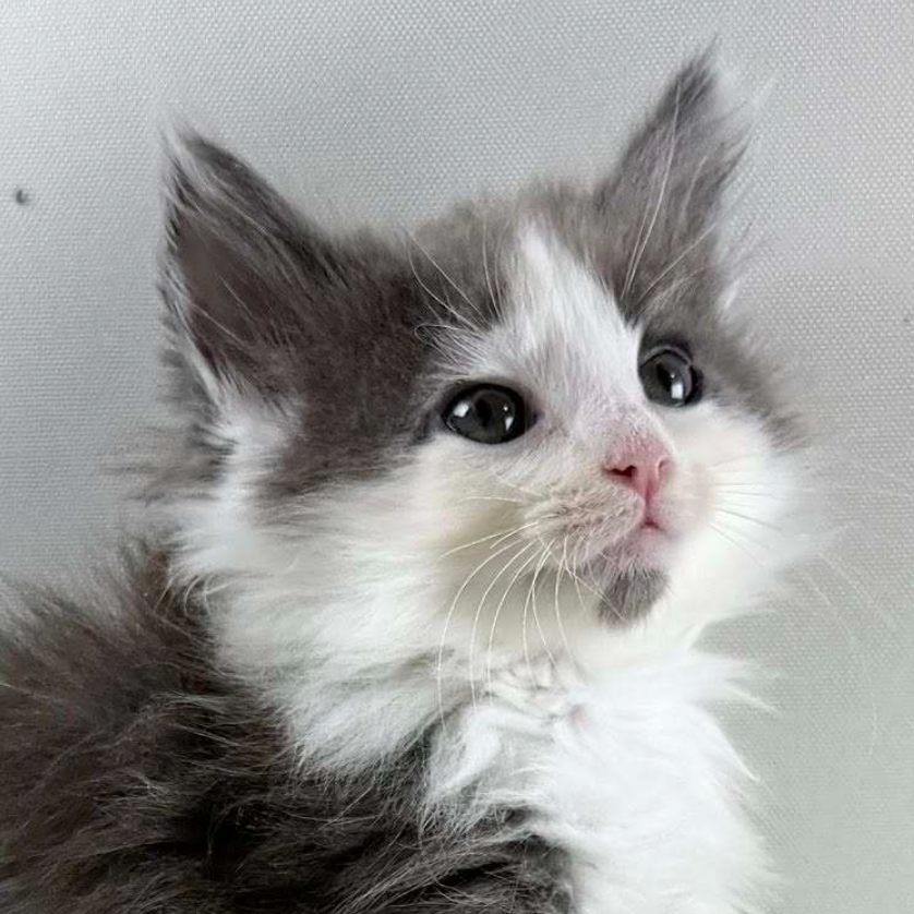 可愛いノルウェージャンの子猫