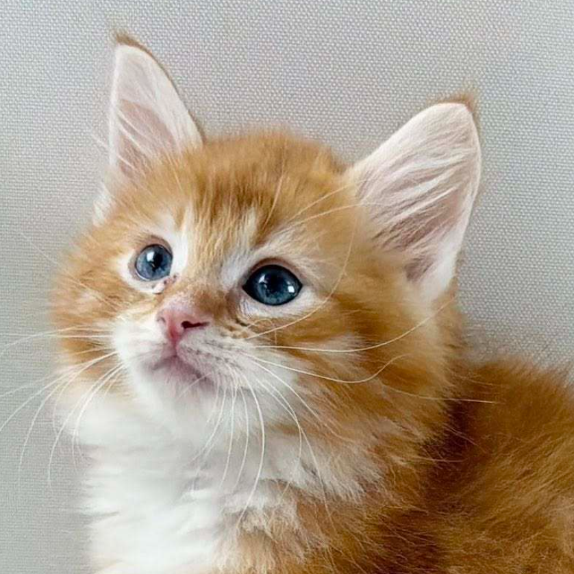 可愛いノルウェージャンの子猫