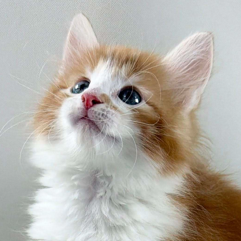 可愛いノルウェージャンの子猫