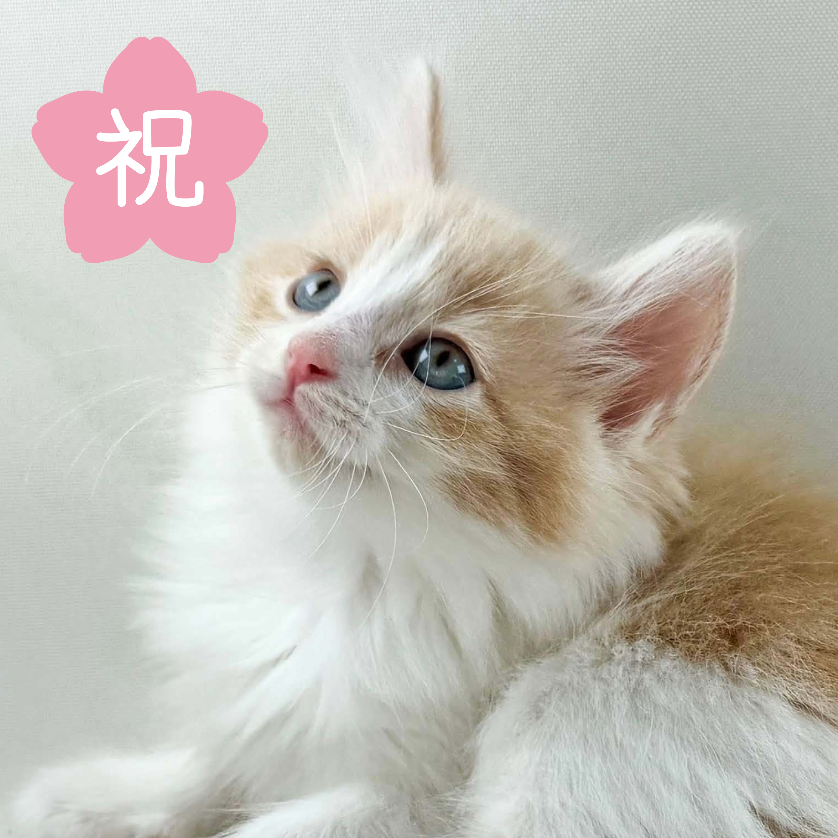 可愛いノルウェージャンの子猫
