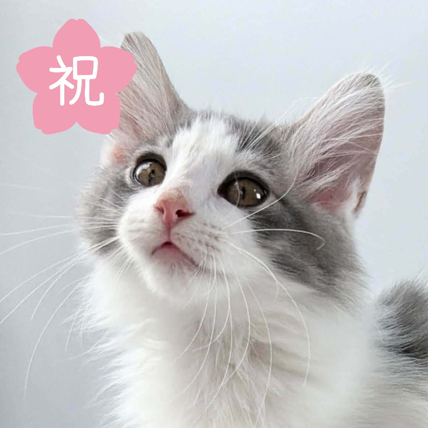 可愛いノルウェージャンの子猫