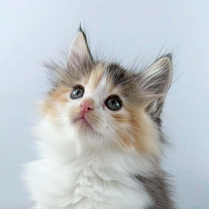 可愛いノルウェージャンの子猫