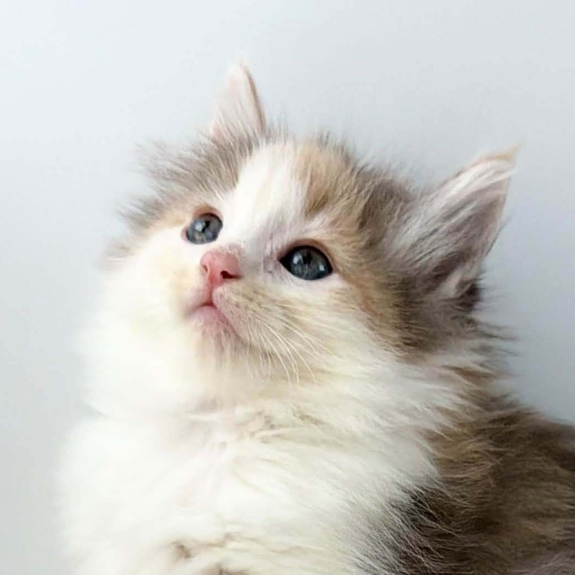 可愛いノルウェージャンの子猫
