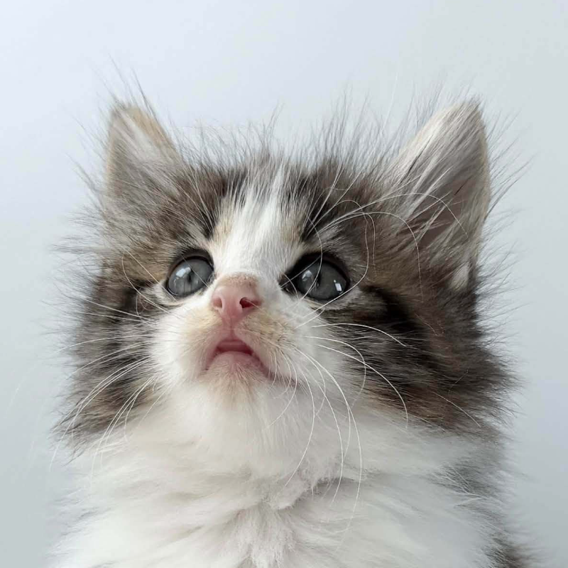 可愛いノルウェージャンの子猫
