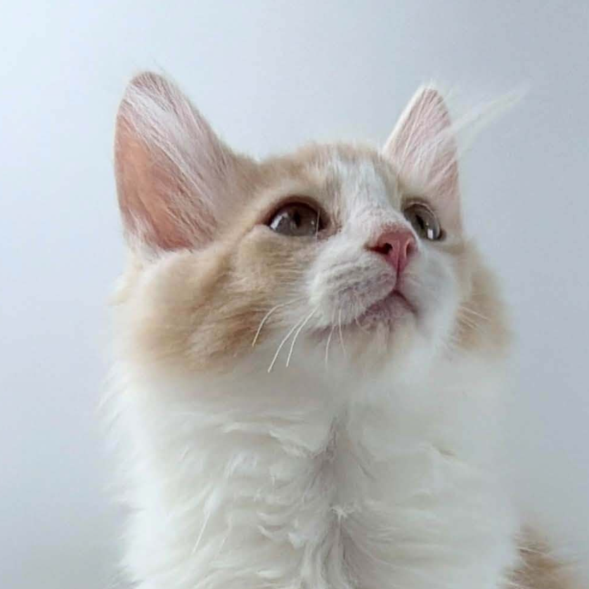 可愛いノルウェージャンの子猫