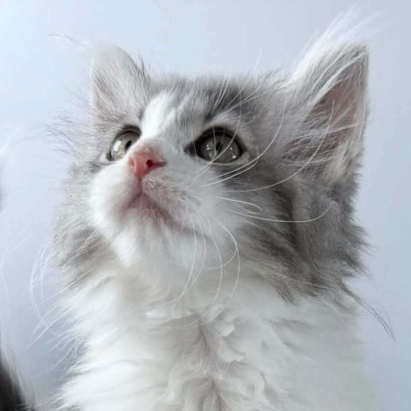 可愛いノルウェージャンの子猫